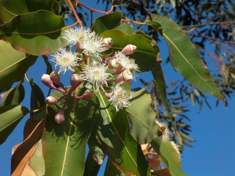 Eucalyptus Oil